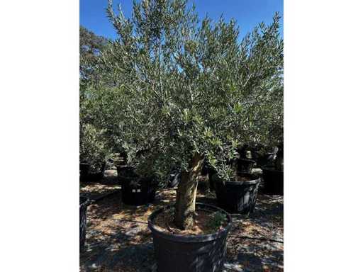 Olea Europea 40 unități