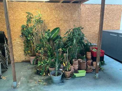 Partij bloempotten en bloemen