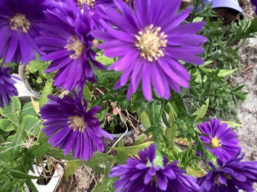 Asters (100x)