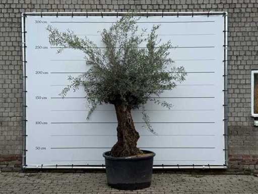 Olive tree Bonsai - Olea Europaea - approx. 80 years old - height approx. 250 cm