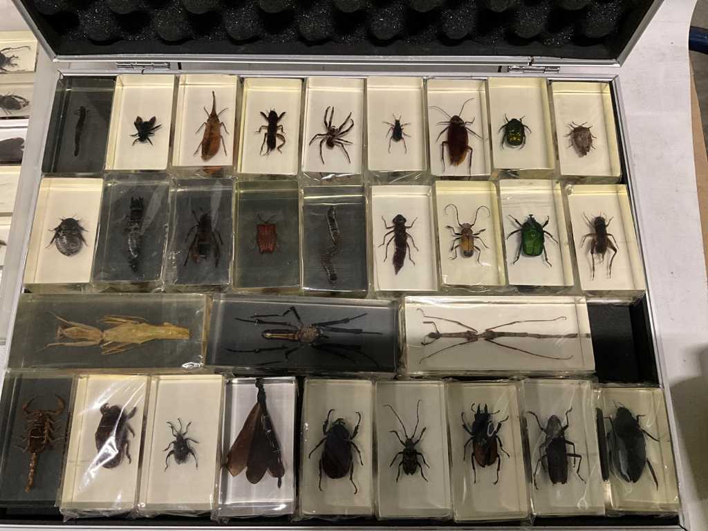Collection of insects (21 species) incl. Collection case approx. (4500x)