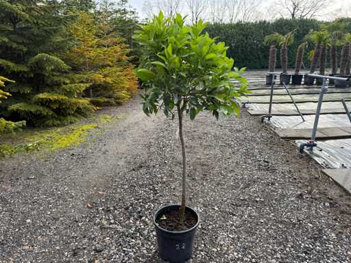 Citrus Sinensis - Orange Tree 150cm