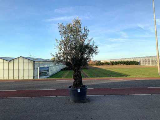 Măslinul (Olea Europaea Lessini)