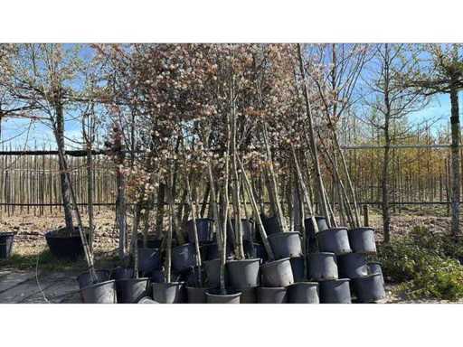 Copac ornamental (35x)