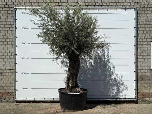 Olivenbaum-Bonsai XL – Olea Europaea – ca. 80 Jahre alt – Höhe ca. 280 cm