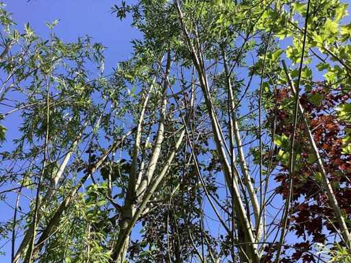 Salice Pollard - Albero Pollard