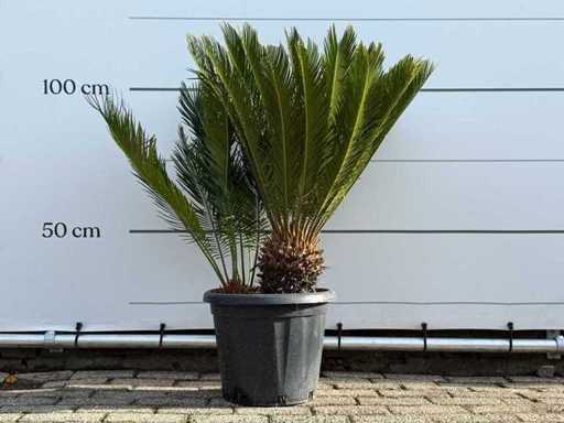 Peace Palm - Cycas Revoluta - height approx. 100 cm