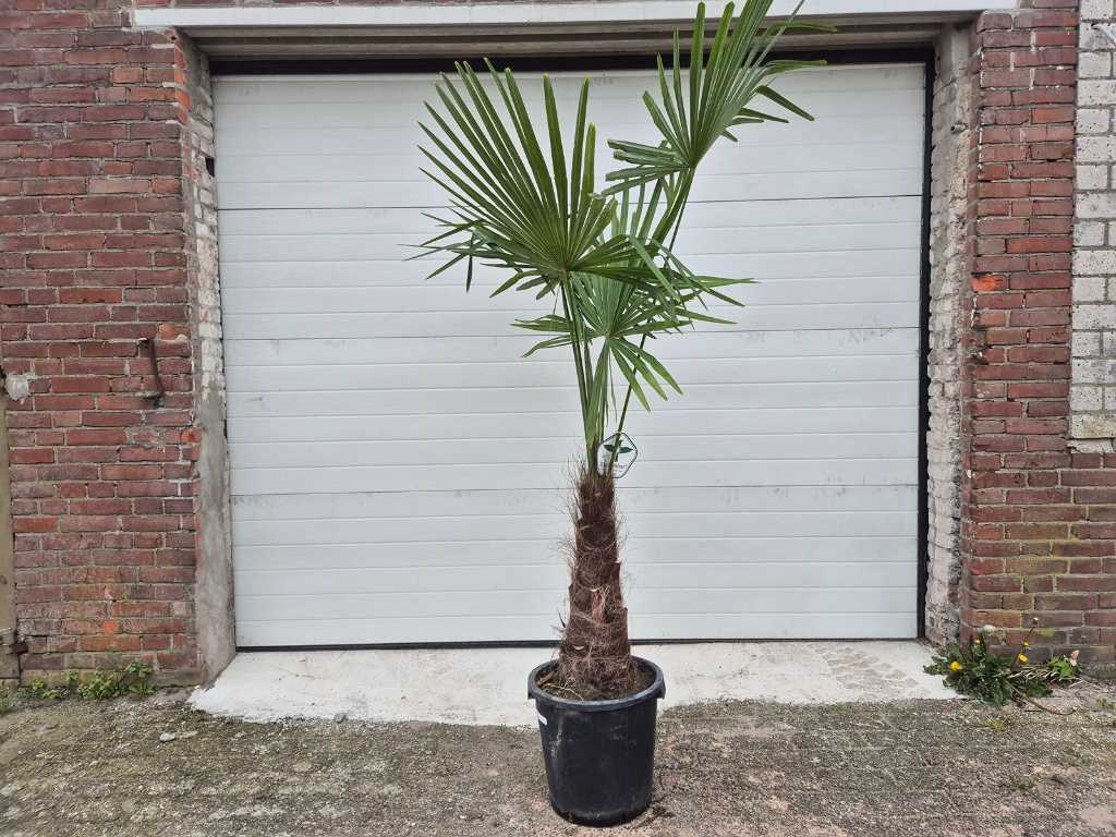 Chinese Fan Palm - Trachycarpus Fortunei - Mediterranean tree - height approx. 210 cm