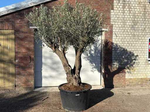 Olive tree Bonsai branched - Olea Europaea - 200 years old - Height approx. 260 cm.