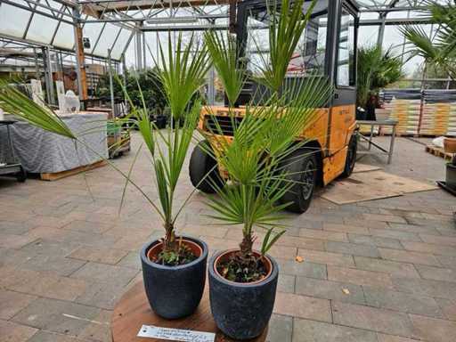 Zestaw 2 karłowatych palm (Chamaerops humilis) w tym doniczki z włókna szklanego