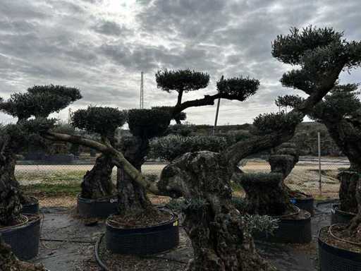 POM POM - Olive tree in exemplary basket
