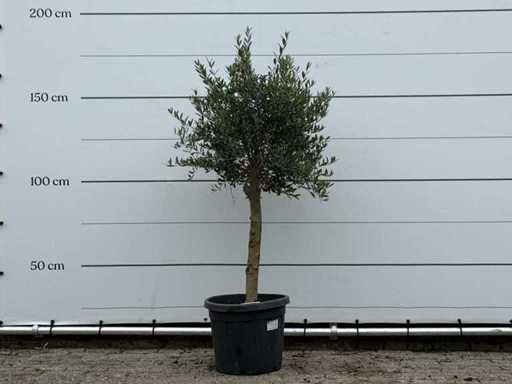 Măslinul Florida - Olea Europaea - aproximativ 25 de ani - înălțime aprox. 160 cm