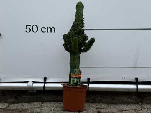 Kaktus kowbojski - Euphorbia eritrea - wysokość ok. 60 cm