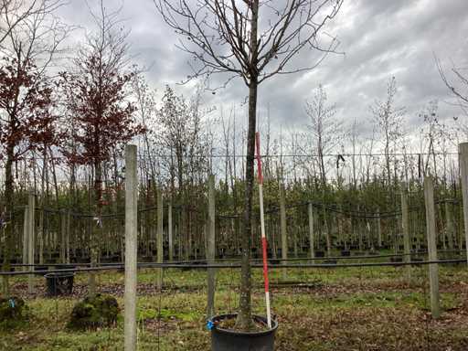 Măr ornamental - Pom fructifer / pom fructifer (de două ori)