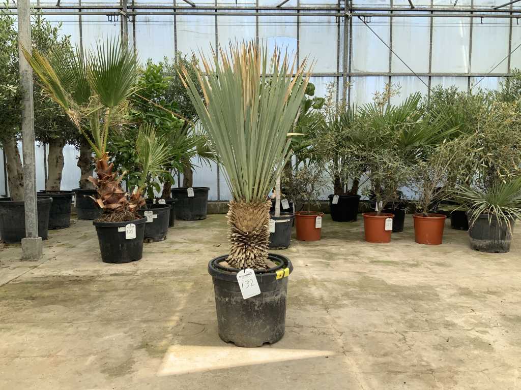 palma (Yucca Rostrata)