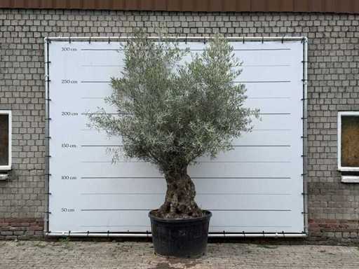 Bonsaï d’olivier - Olea Europaea - environ 80 ans - hauteur environ 280 cm
