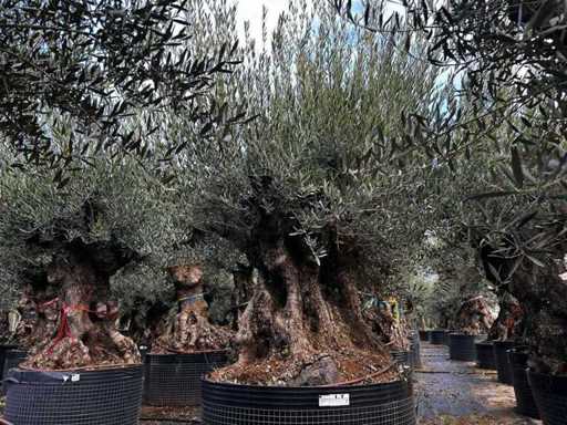  Olive tree in exemplary basket