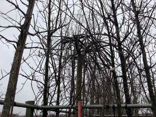 Weeping Beech - Topiary Tree