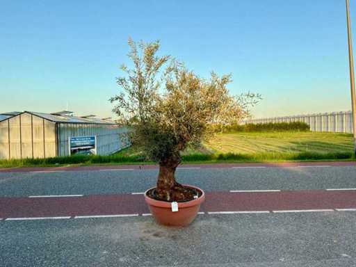 Olijfboom (Olea Europaea Lessini)