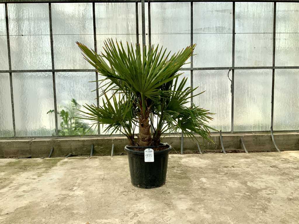 Palma wielopniowa (Trachycarpus Fortunei)