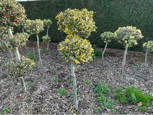 Hulst bol 170 cm Vaste plant