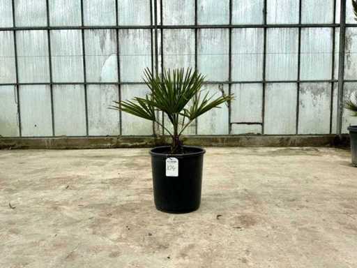 Palmier (Trachycarpus fortunei)