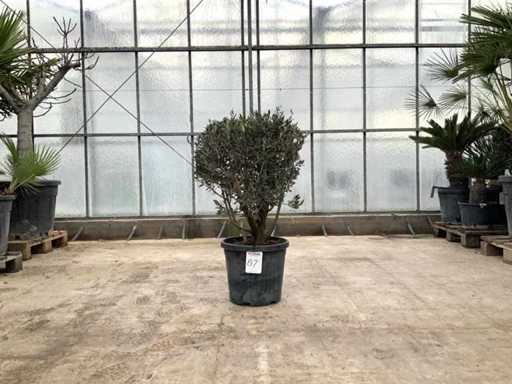 Olijfboom (Olea Europaea Lessini)