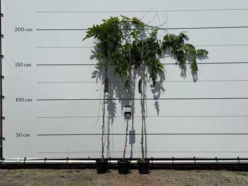 3x Wisteria - Wisteria Sinensis - înălțime aprox. 200 cm