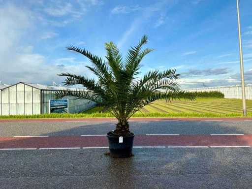 Palma (Phoenix canariensis)