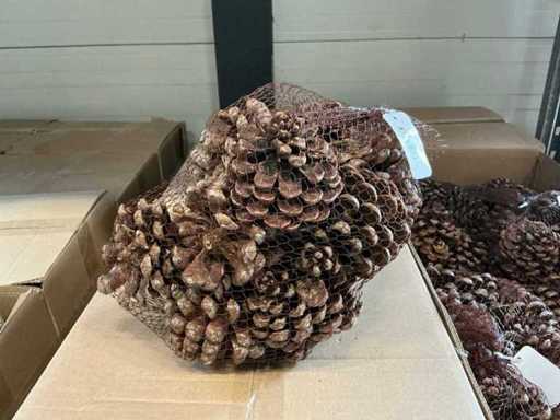 Batch of Pinus pinea natural net of 12 pieces (72x)