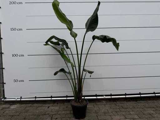 Paradijsvogelplant - Strelitzia Augusta - hoogte ca. 170 cm