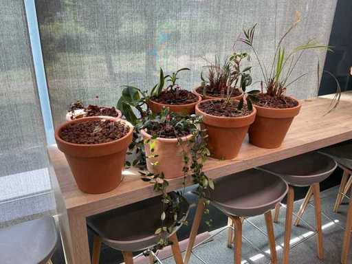 Piante di terracotta con vaso (7x)