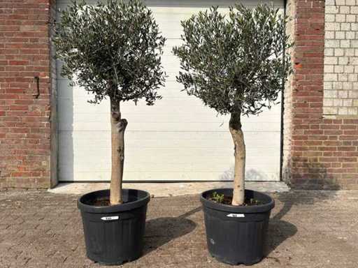 Olive tree Florida - Olea europaea - Hauteur environ 170 cm (2X)