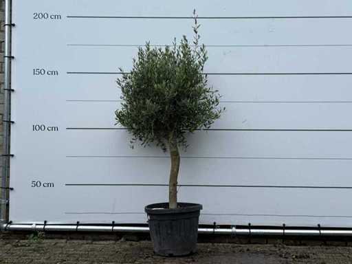 Olivier Floride - Olea Europaea - environ 15 ans - hauteur environ 160 cm