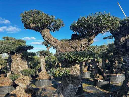 Hundertjährige Olivenbäume – Olea Europea Pom Pom Scolare