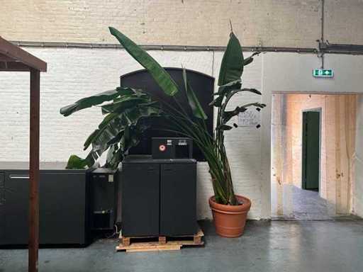 Plant in pot