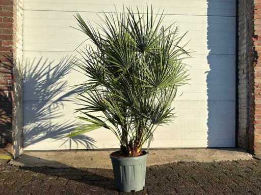 European dwarf palmetto S - Chamaerops Humilis - height approx. 100 cm