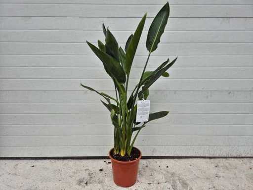 Paradiesvogelblume – Strelitzia Reginae – Höhe ca. 70 cm