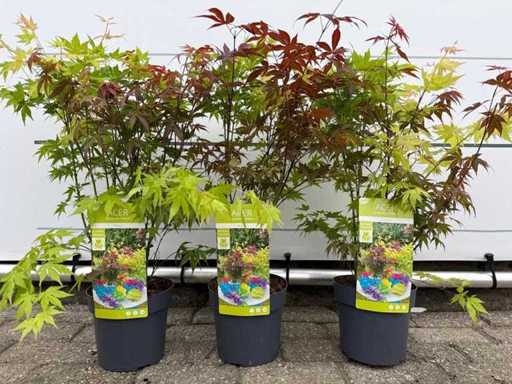 3x Japanese Maple Festival - Acer Festival - height approx. 50 cm
