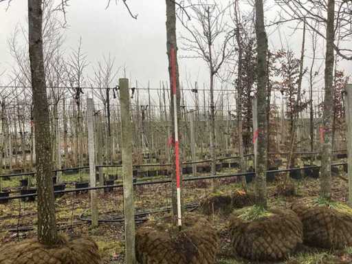 Variegated Sweet Gum – Topischer Baum