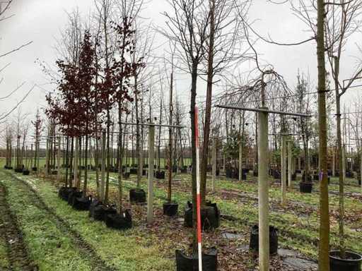 Japońska ozdobna wiśnia – drzewo ozdobne