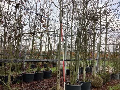 Drzewo bobrowe - Drzewa ozdobne