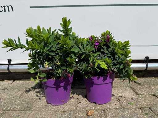 2x Vleugeltjesbloem - Polygala Myrtifolia - hoogte ca. 30 cm
