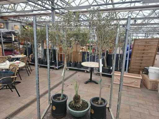 Exklusives mediterranes Set: 2x Olivenbaum & 1x Yucca Rostrata - Winterhart