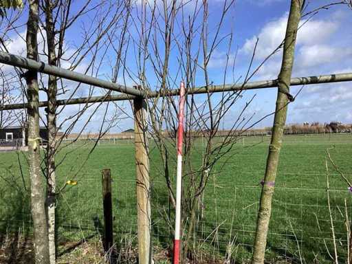 Lillà comune - Albero a più steli
