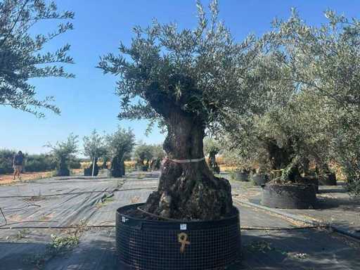 Olijfboom in mand