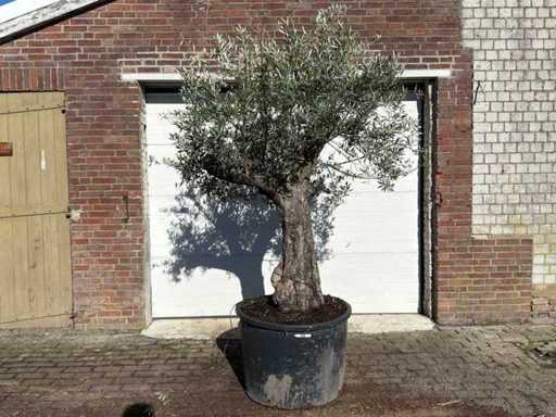 Stary pień drzewa oliwnego - Olea europaea - 75 lat - wysokość ok. 250 cm