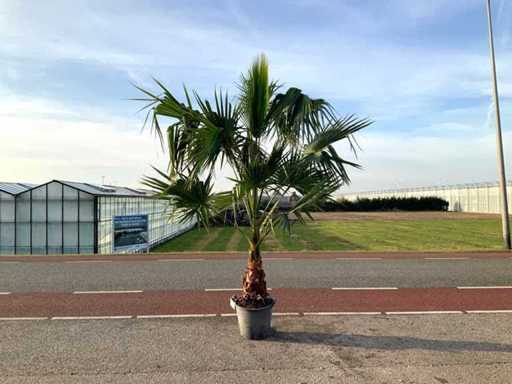 Palmboom (Washingtonia Robusta)