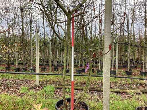 Aksamitne drzewo - Ozdobne drzewo