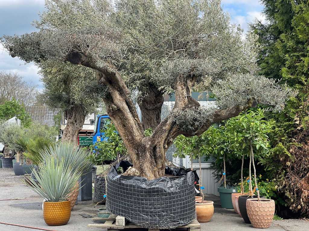 XL Bonsai Olive Tree (Hardy)